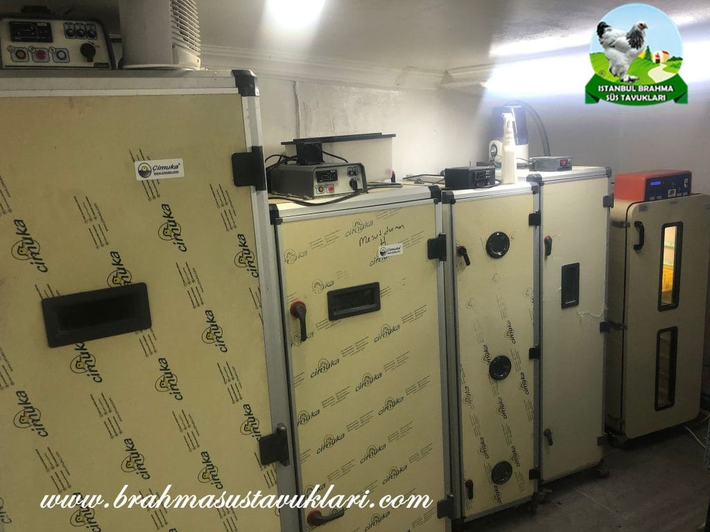 İstanbul Süs Tavukları Kuluçkalık Yumurta & Civciv