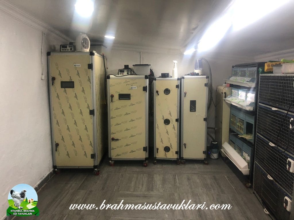 Tavuk Kuluçka Makinası Nem Ve Sıcaklık Ayarı İstanbul Süs TAVUKLARI İstanbul Süs Tavukları Kuluçkalık Yumurta & Civciv
