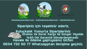 Kuluçkalık Yumurta