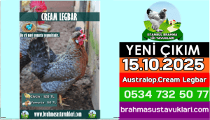 İstanbul Süs Tavukları Kuluçkalık Yumurta & Civciv