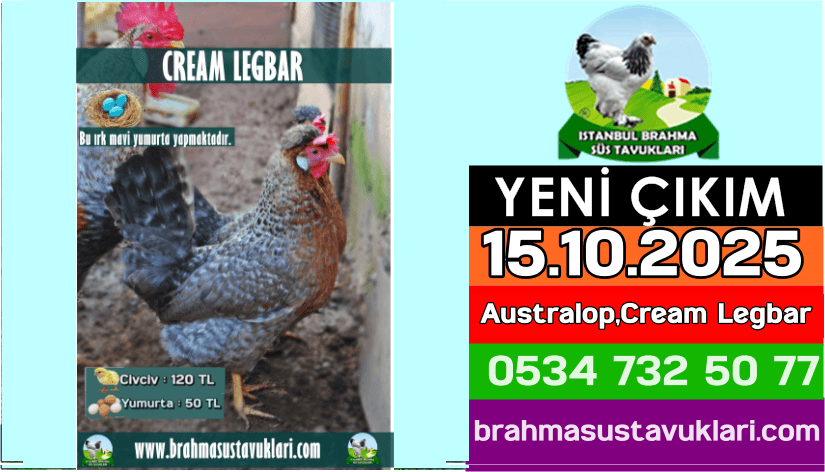 İstanbul Süs Tavukları Kuluçkalık Yumurta & Civciv