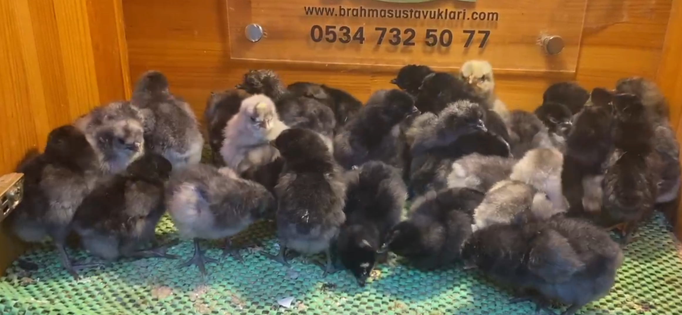 Blue Black Appenzeller Civciv 2026 İstanbul Süs TAVUKLARI Blue Black Appenzeller Civciv 2026