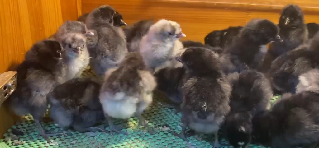 Blue Black Appenzeller Tavuk Özellikleri İstanbul Süs TAVUKLARI Blue Black Appenzeller Civciv 2026