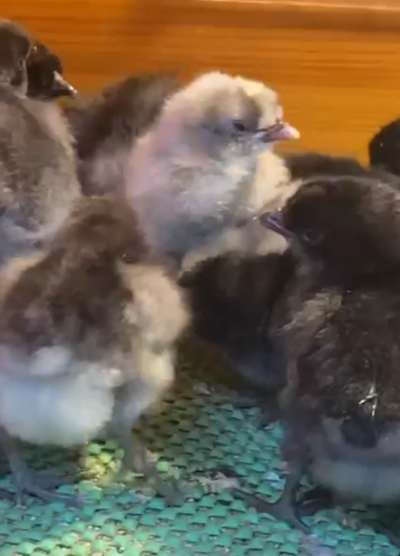 Blue Black Appenzeller Civciv 2026