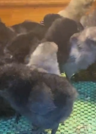 Blue Black Appenzeller Civciv 2026