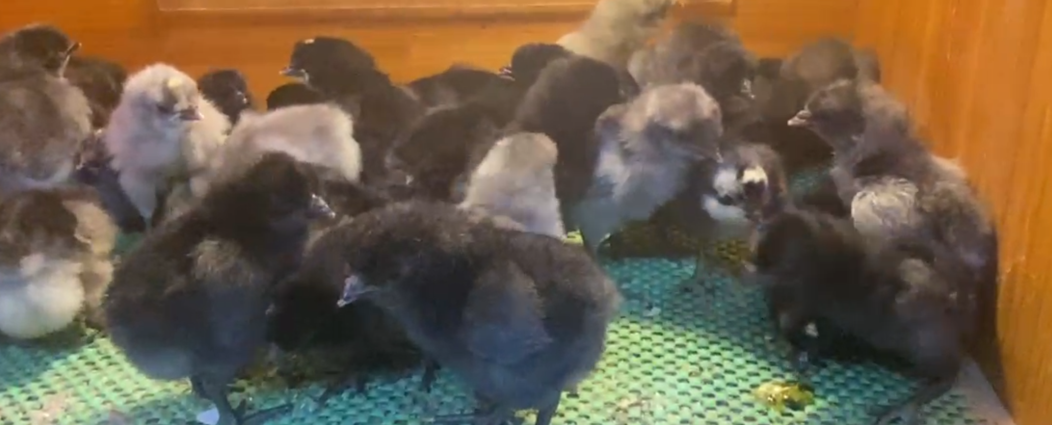 Blue Black Appenzeller Civciv 2026 İstanbul Süs TAVUKLARI Blue Black Appenzeller Civciv 2026