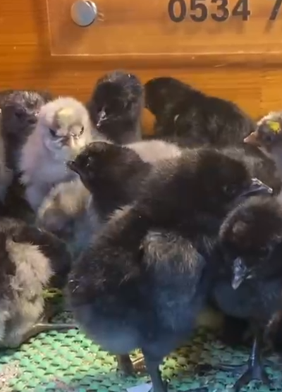 Blue Black Appenzeller Civciv 2026