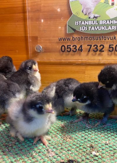 Black Brahma Civciv 2026