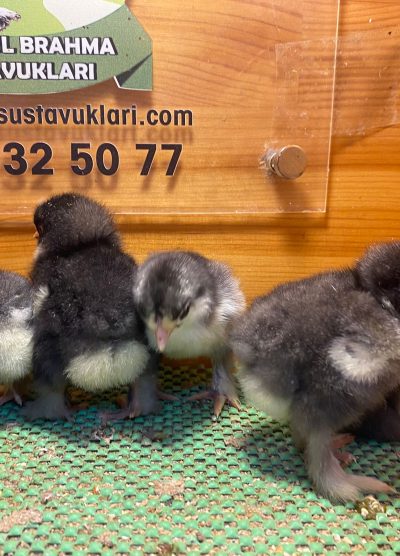 Black Brahma Civciv 2026