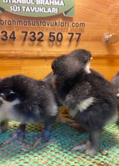 Black Brahma Civciv 2026