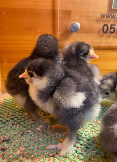 Black Brahma Civciv 2026