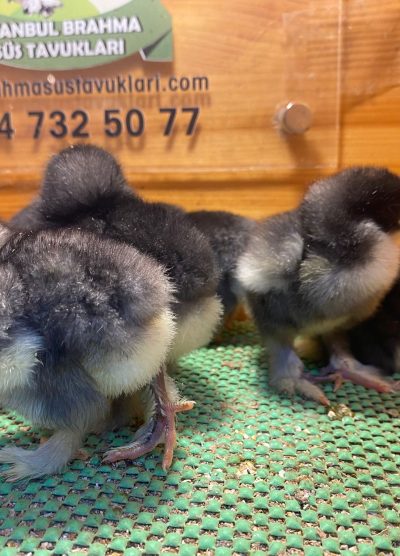 Black Brahma Civciv 2026