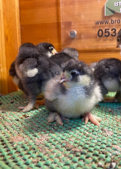 Black Brahma Civciv 2026