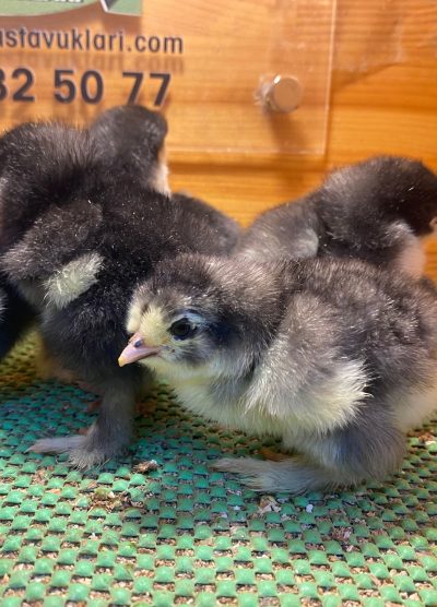 Black Brahma Civciv 2026