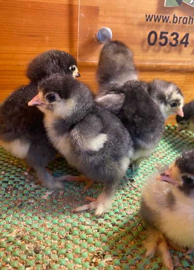 Black Brahma Civciv 2026