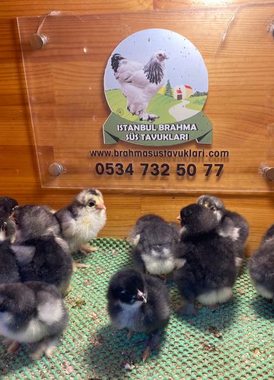 Black Brahma Civciv 2026