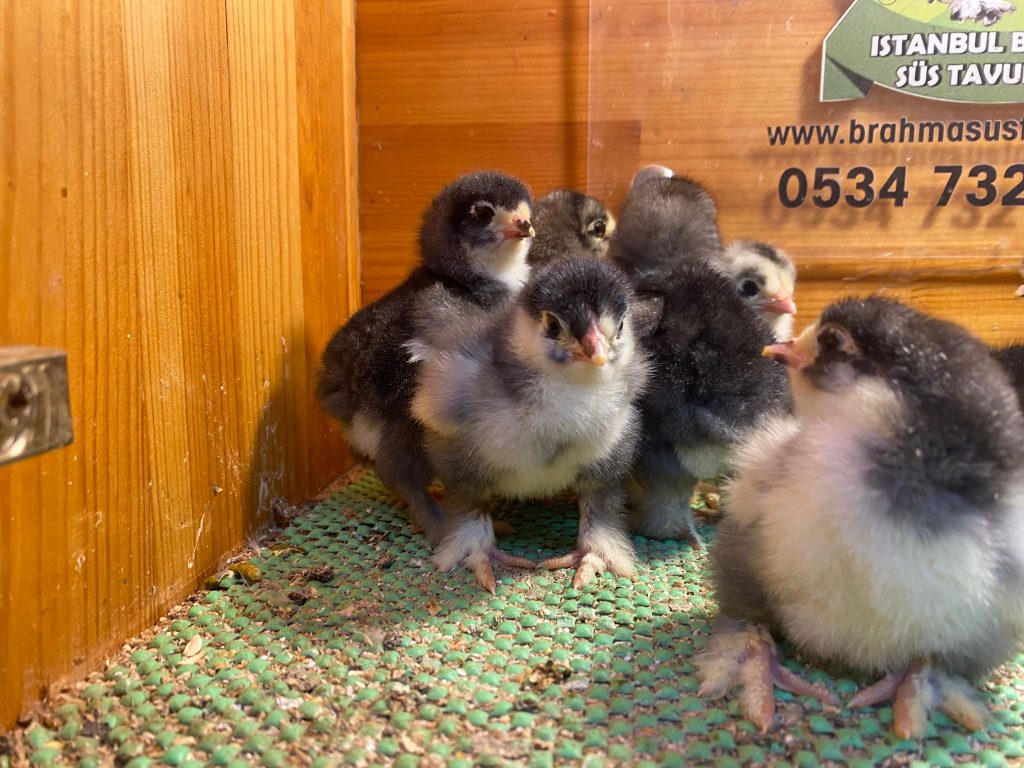 Black Brahma Tavuk Hakkında Bilgiler İstanbul Süs TAVUKLARI Black Brahma Civciv 2026