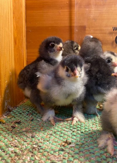 Black Brahma Civciv 2026