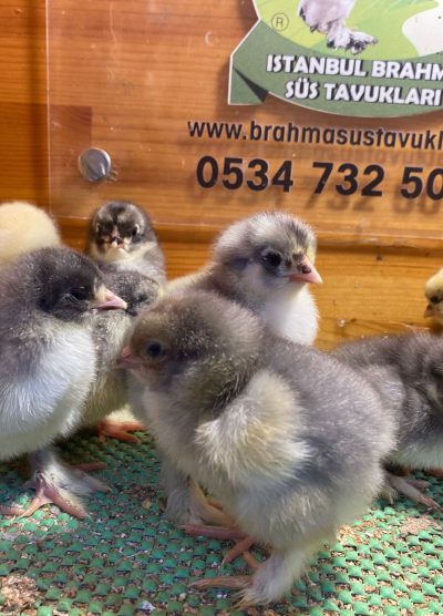 Blue Brahma Civciv 2026