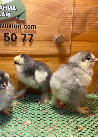 Blue Brahma Civciv 2026