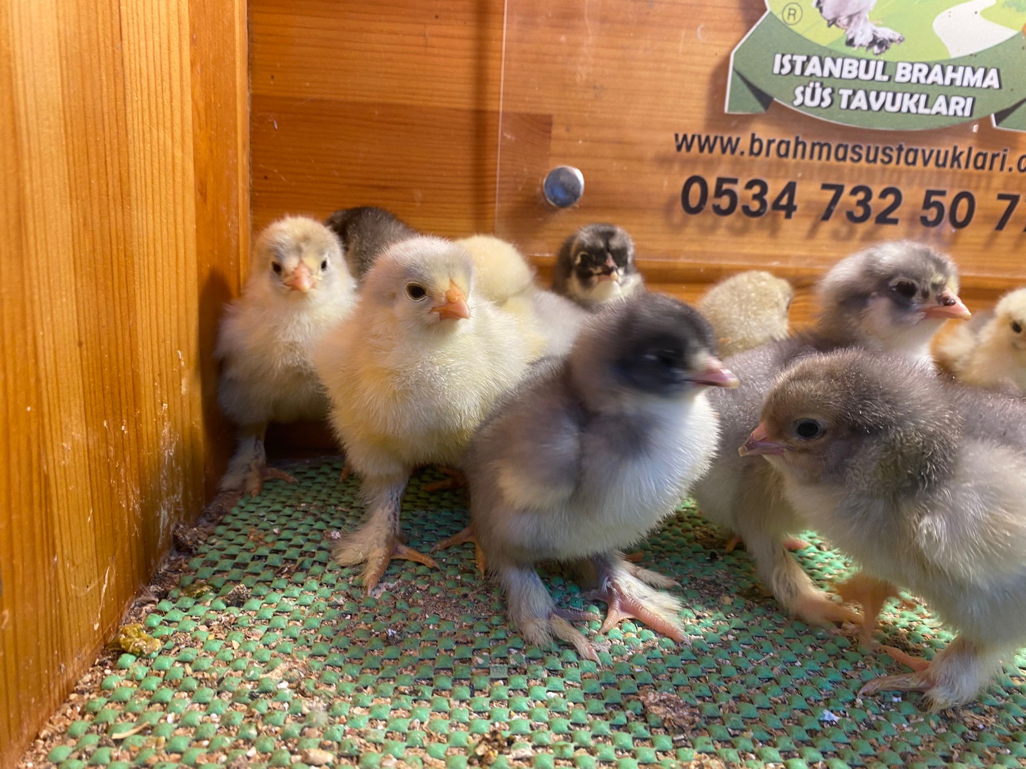 Blue Brahma Civciv 2026