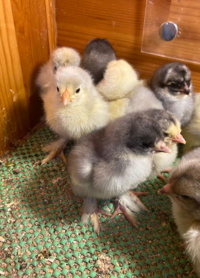 Blue Brahma Civciv 2026