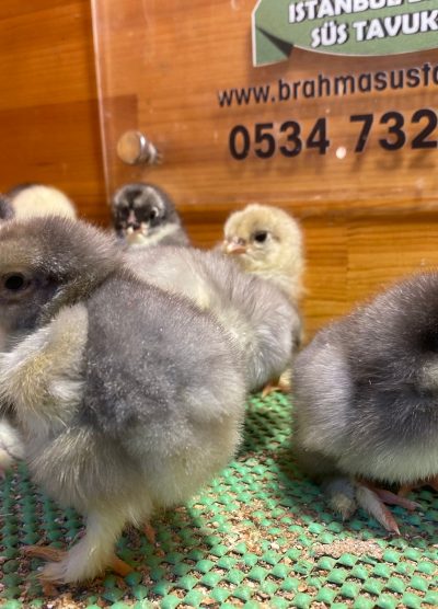 Blue Brahma Civciv 2026