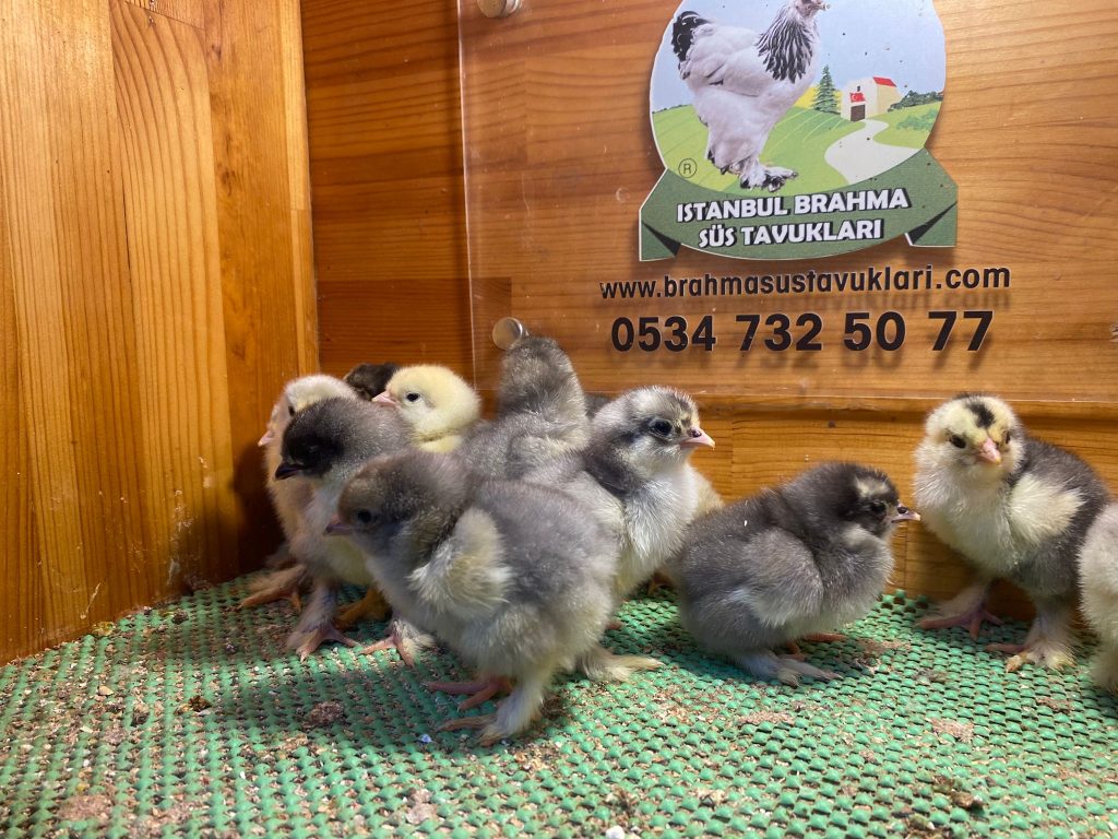 Blue Brahma Civciv 2026