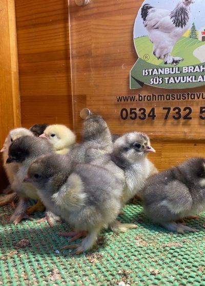 Blue Brahma Civciv 2026