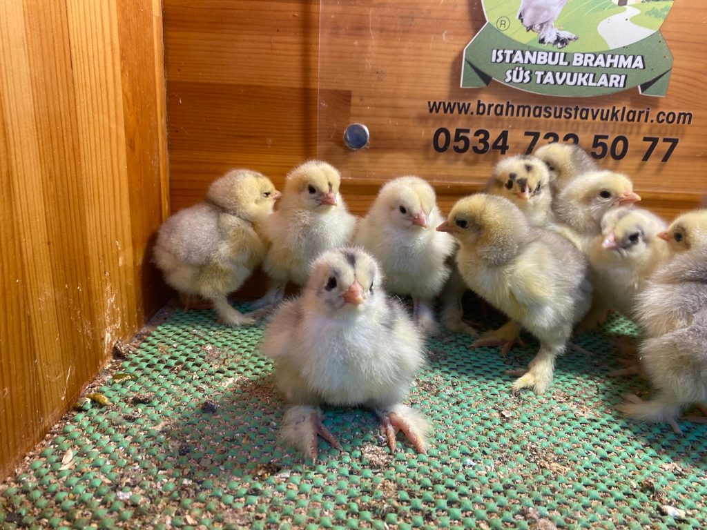 Black Mottled Brahma Tavuk Özellikleri İstanbul Süs TAVUKLARI Black Mottled Brahma Tavuk Özellikleri