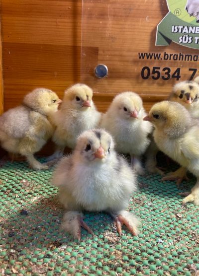 Blue Modled Brahma Civciv 2026