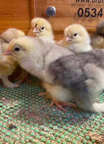 Blue Modled Brahma Civciv 2026