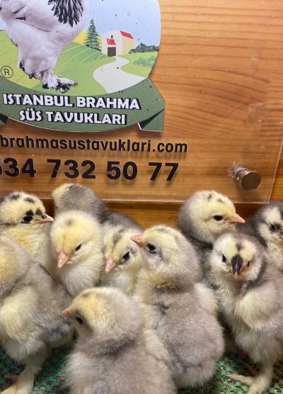 Blue Modled Brahma Civciv 2026