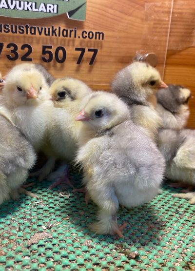 Blue Modled Brahma Civciv 2026