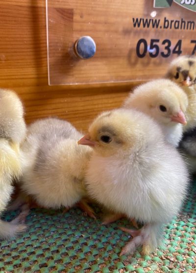 Blue Modled Brahma Civciv 2026