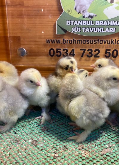 Blue Modled Brahma Civciv 2026