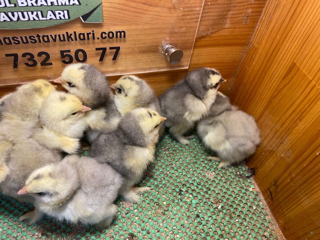 Blue Modled Brahma Civciv 2026