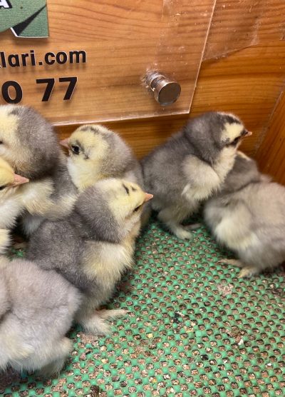 Blue Modled Brahma Civciv 2026