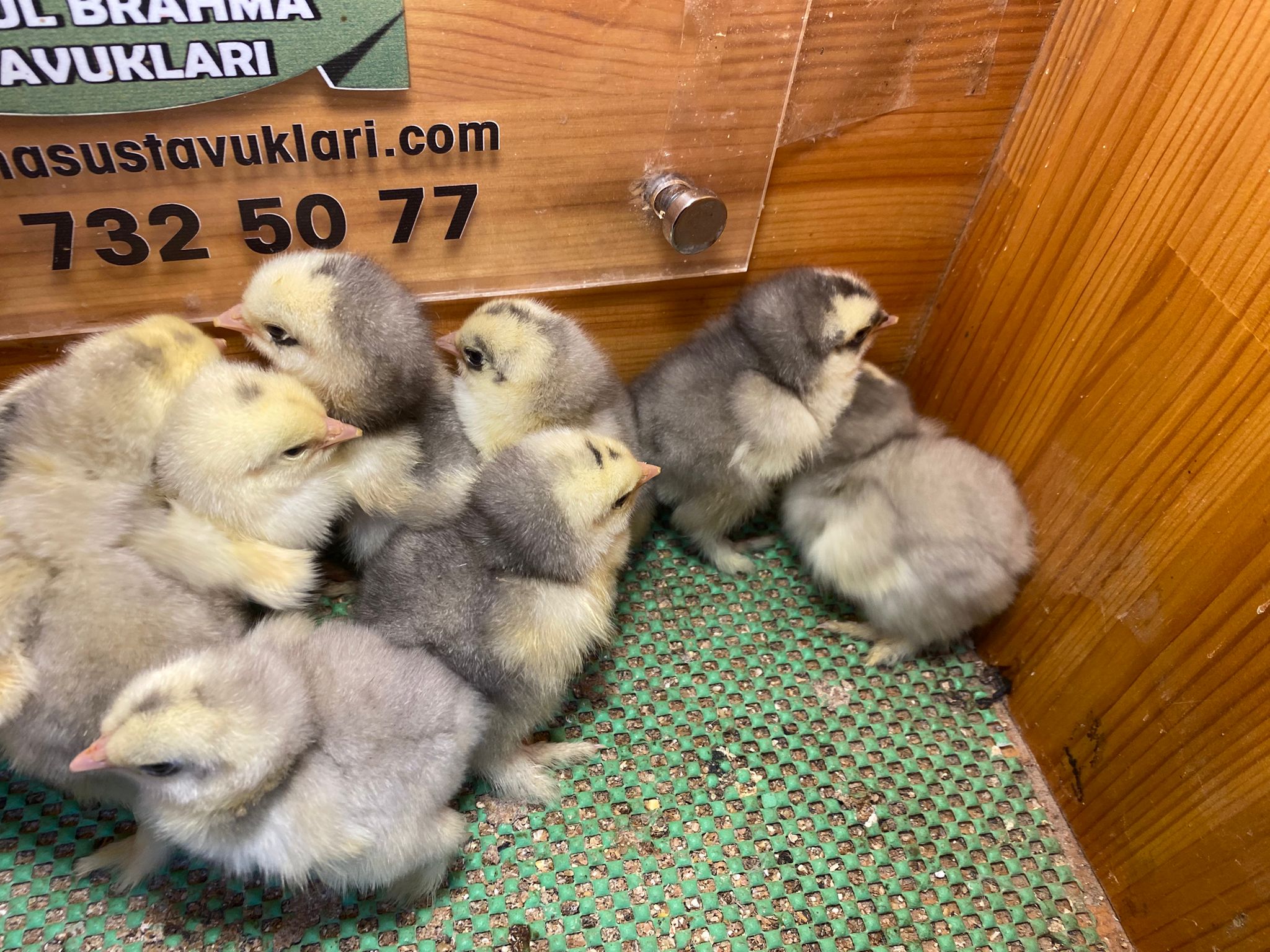 Blue Modled Brahma Civciv 2026