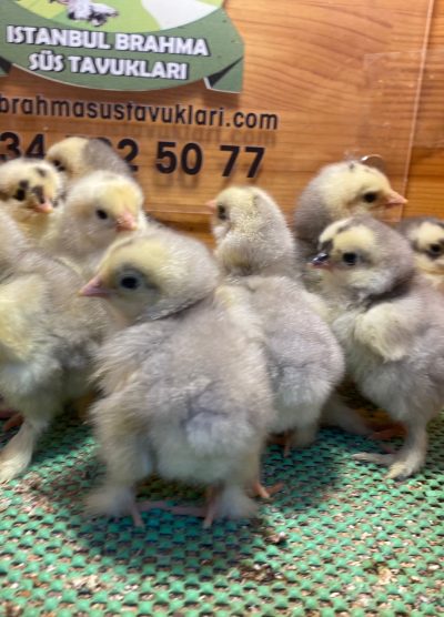 Blue Modled Brahma Civciv 2026