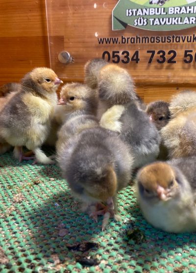 Blue Porselen Brahma Civciv 2026