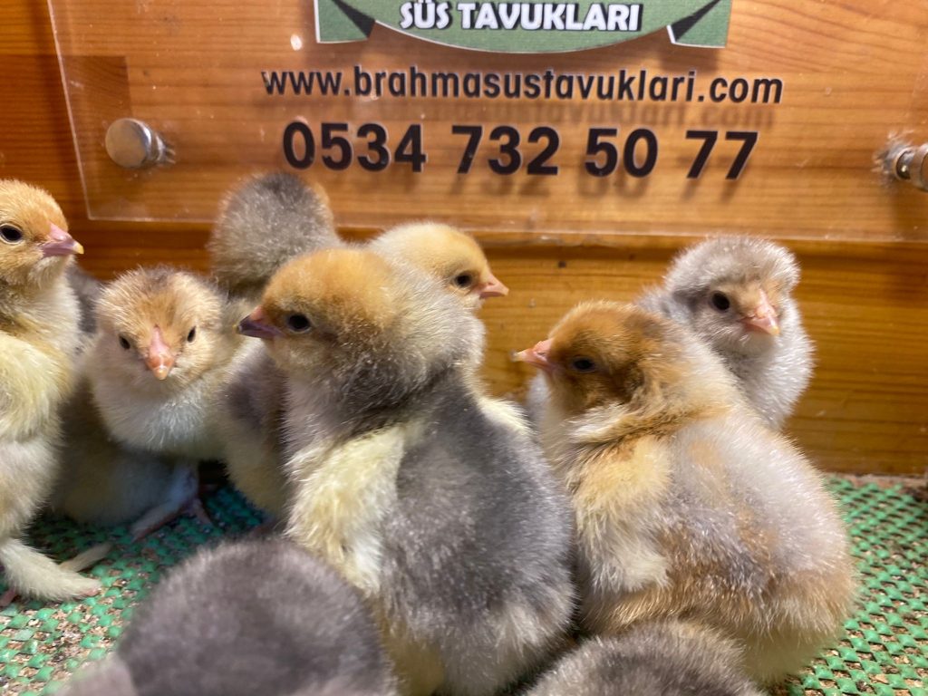 Blue Porselen Brahma Tavuk Özellikleri İstanbul Süs TAVUKLARI Blue Porselen Brahma Civciv 2026