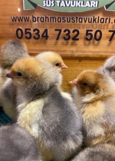 Blue Porselen Brahma Civciv 2026