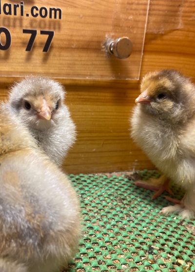 Blue Porselen Brahma Civciv 2026