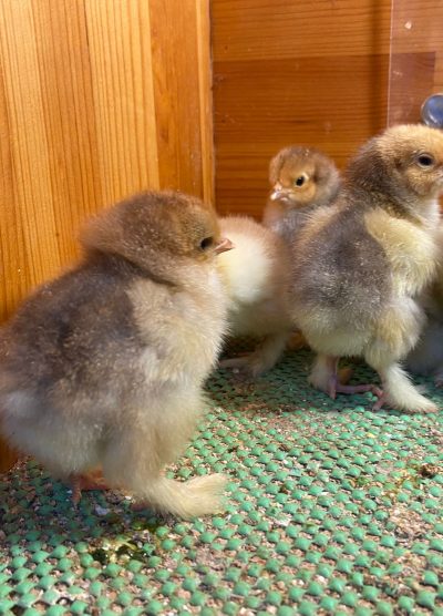 Blue Porselen Brahma Civciv 2026