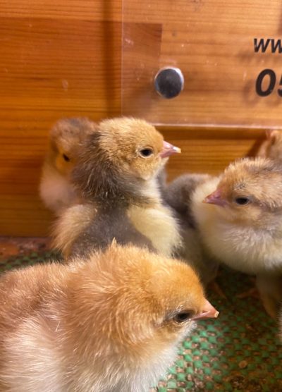 Blue Porselen Brahma Civciv 2026