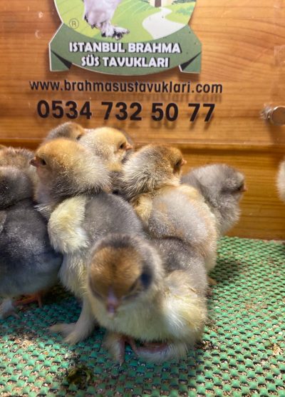 Blue Porselen Brahma Civciv 2026