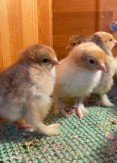 Blue Porselen Brahma Civciv 2026