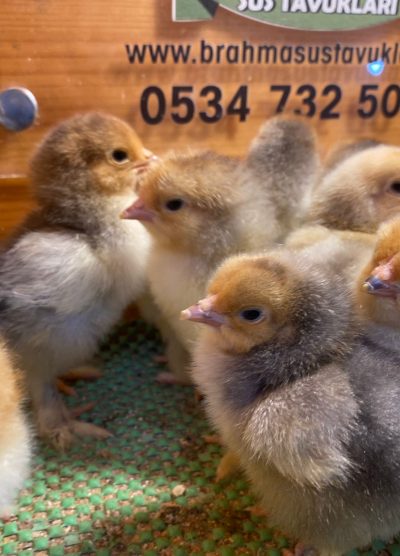 Blue Porselen Brahma Civciv 2026