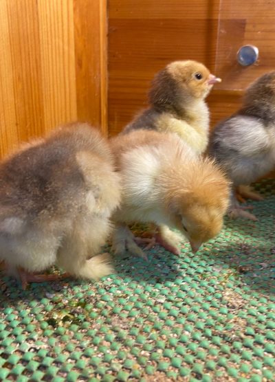 Blue Porselen Brahma Civciv 2026